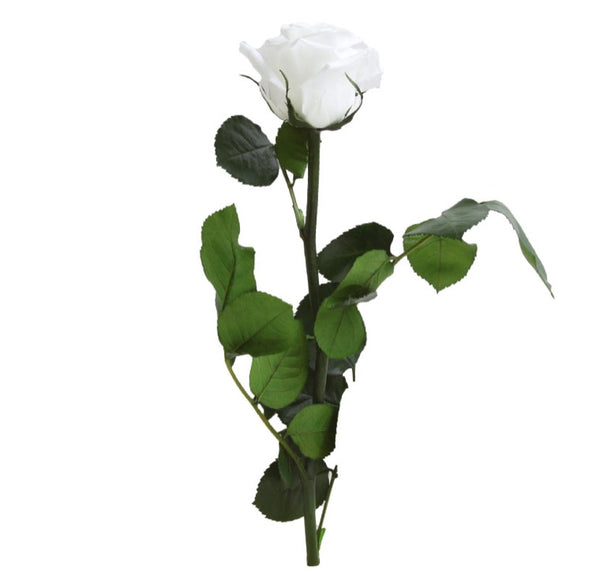 Shop Preserved Roses with Stems - Mini Size Roses - Verdissimo USA